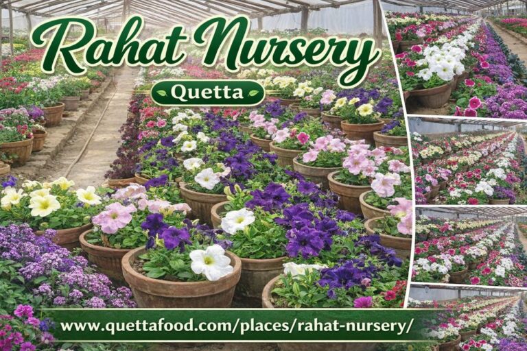 Rahat nursery prince road quetta city 768x512